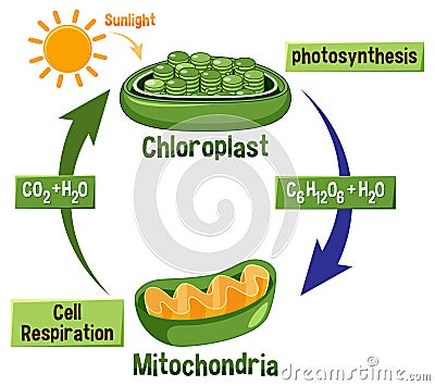 Photosynthesis and Cellular Respiration Diagram Vector Illustration