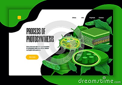 Photosynthesis Concept Website Banner Vector Illustration