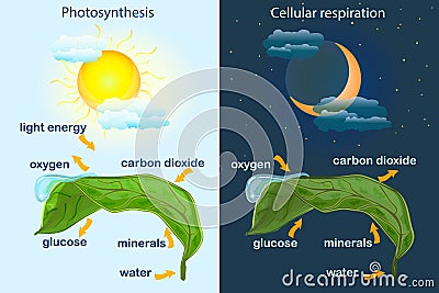 Photosynthesis diagram. Process of plant produce oxygen. Photosynthesis process labelled. Vector Illustration