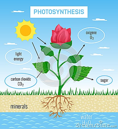 Photosynthesis Educational Poster Vector Illustration