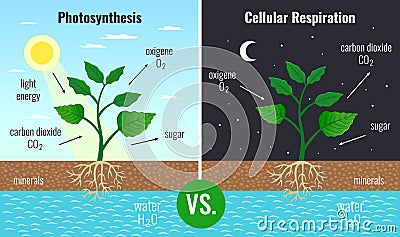 Photosynthesis Educational Posters Set Vector Illustration