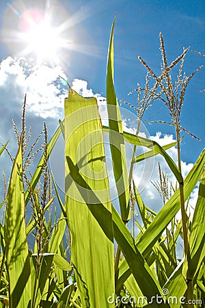 Photosynthesis and Growth Stock Photo