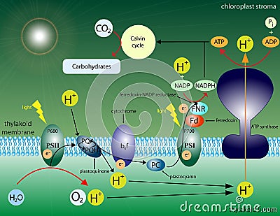 Photosynthesis Stock Photo