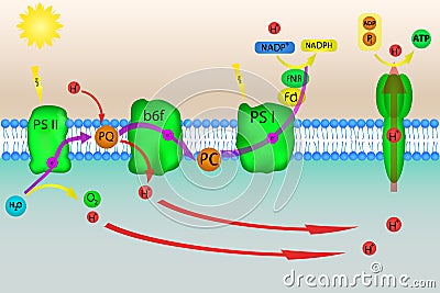 Photosynthesis illustration Stock Photo