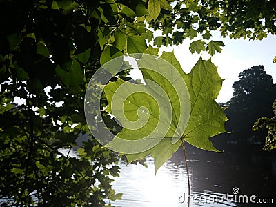 Photosynthesis Leaf Stock Photo