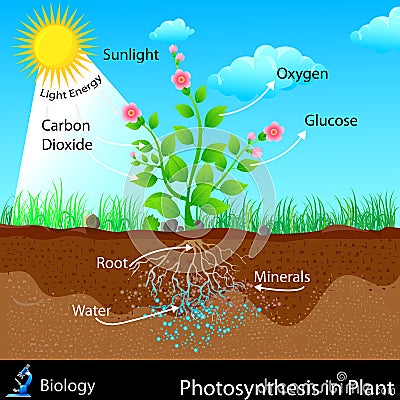 Photosynthesis in Plant Vector Illustration