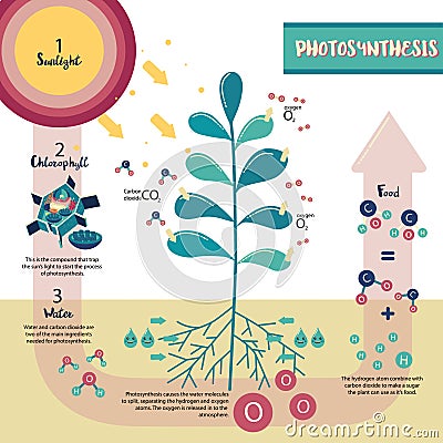 Photosynthesis process diagram Vector Illustration