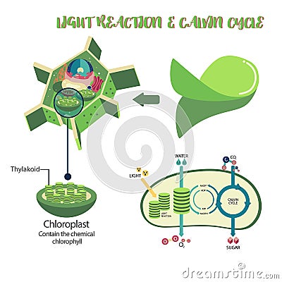 Photosynthesis process diagram Vector Illustration
