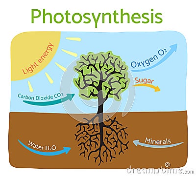 Photosynthesis process diagram. Schematic vector illustration. Vector Illustration