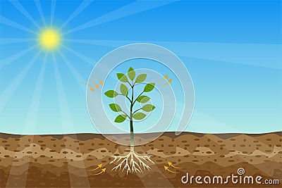 Photosynthesis process with a green plant and shiny sun vector. Green plants are getting energy and nutrition from the sun and Vector Illustration