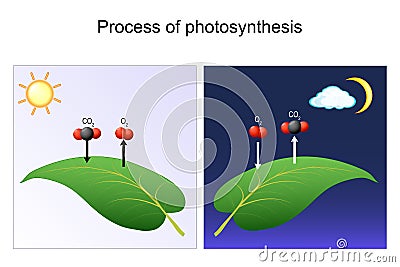 Photosynthesis process. leaf of plant. day and night Vector Illustration