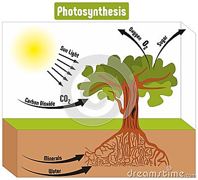 Photosynthesis Process in Plant Diagram Vector Illustration