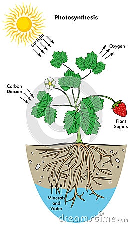 Photosynthesis process in plant infographic diagram Vector Illustration