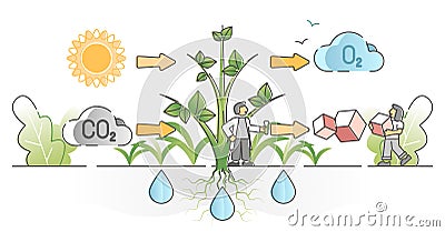 Photosynthesis process with plants carbon dioxide absorption outline concept Vector Illustration