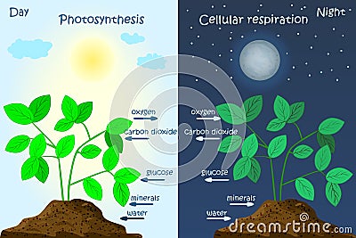 Diagram of plant photosynthesis. Photosynthesis explanation science. Vector Illustration
