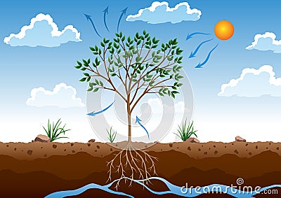 Photosynthesis process. Tree produce oxygen using rain and sun. Diagram showing process of photosynthesis in plant Stock Photo