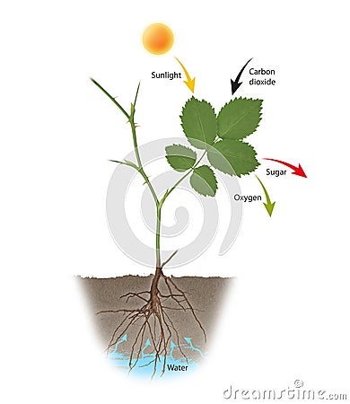 Photosynthesis is the process by which plants use sunlight, water, and carbon dioxide Stock Photo