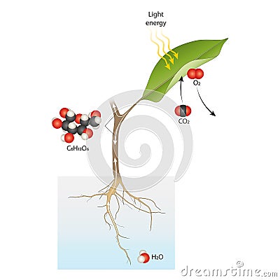 Diagram of plant photosynthesis. Illustration for biology Stock Photo