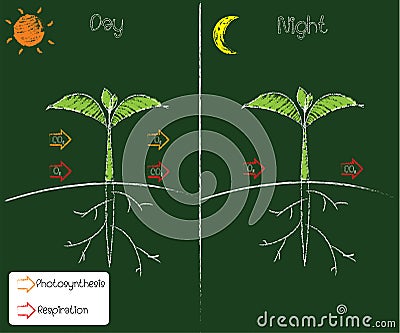 Photosynthesis and respiration Vector Illustration