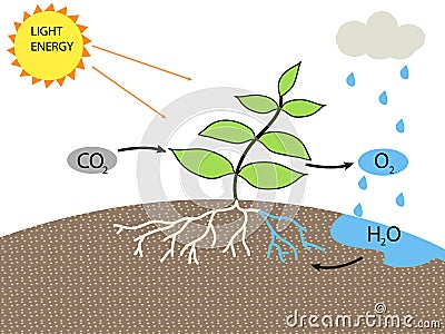 Photosynthesis Stock Photo