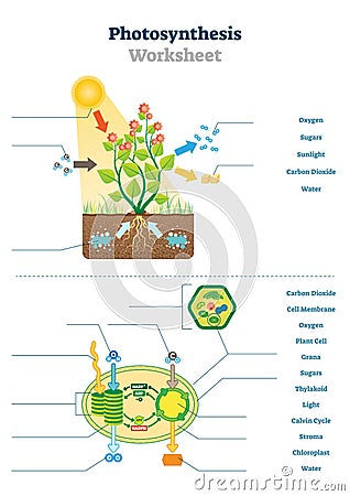 Photosynthesis worksheet vector illustration. Blank oxygen process template Vector Illustration