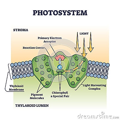 Photosystem process as chemical light absorption in plants outline diagram Vector Illustration