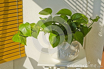 Phototropism. Houseplant growing towards sunlight Stock Photo