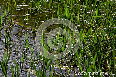 Phragmites australis at the water`s edge. Spring young shoots in the water Stock Photo