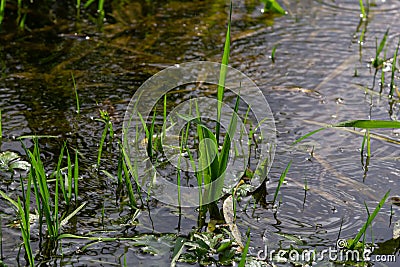 Phragmites australis at the water's edge. Spring young shoots in the water Stock Photo