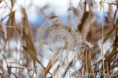 Phragmites - dry reed flowers growing on the bank of a pond with beautiful bokeh Stock Photo