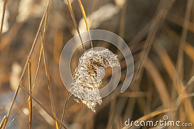 Phragmites - dry reed flowers growing on the bank of a pond with beautiful bokeh Stock Photo