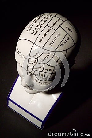 Phrenology Head Stock Photo