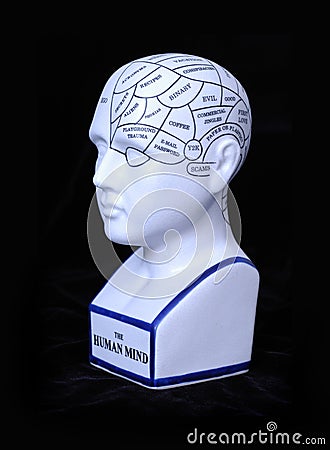 Phrenology Head Model Stock Photo