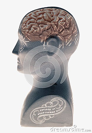 Phrenology head showing brain on white background Editorial Stock Photo