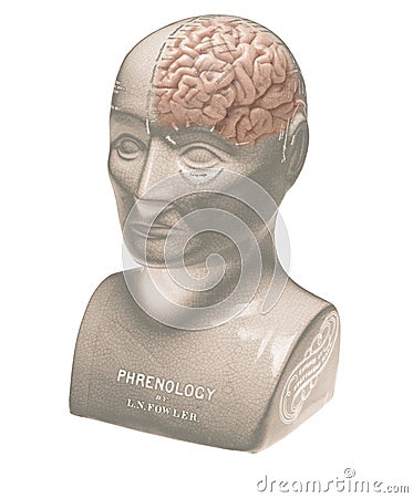 Phrenology head showing half brain on white background Editorial Stock Photo
