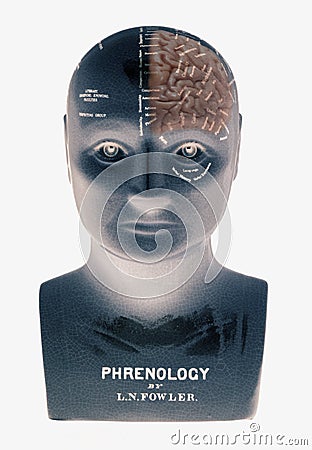 Phrenology head showing half brain on white background Editorial Stock Photo