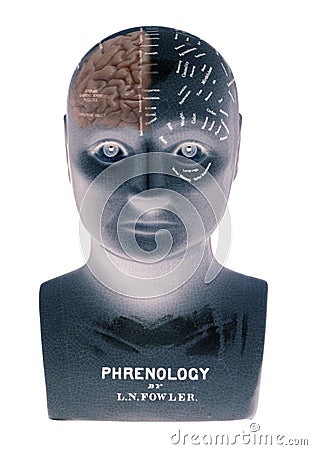 Phrenology head showing half brain on white background Editorial Stock Photo