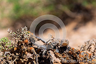 Phrynocephalus helioscopus agama close portrait of in nature Stock Photo