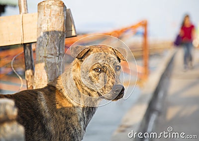 Phu Quoc Ridgeback Stock Photo