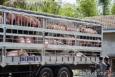 Phu Yen, Vietnam - Mar 31, 2016: Pigs for food in truck are having bath to avoid the hot during transportation on 1A national high Editorial Stock Photo