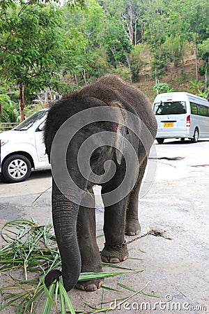 Baby Elephant chained to get money from Tourists Editorial Stock Photo