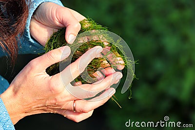 Phycologist holds thalli of charophyte green algae in her hands. Charophyceae algae belong to Charophyta division and only grow in Stock Photo