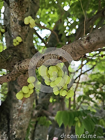 Phyllanthus acidus clusters of gooseberries sprouting from the stem. Stock Photo