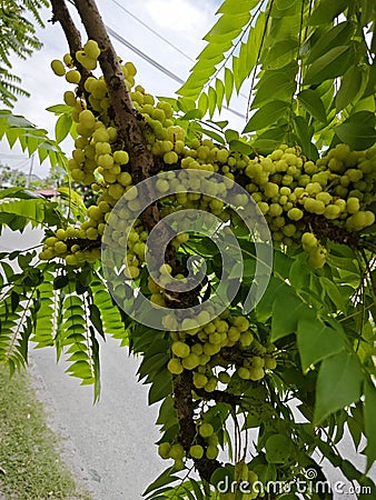 Phyllanthus acidus clusters of gooseberries sprouting from the stem. Stock Photo