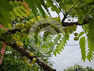 Phyllanthus acidus clusters of gooseberries sprouting from the stem. Stock Photo
