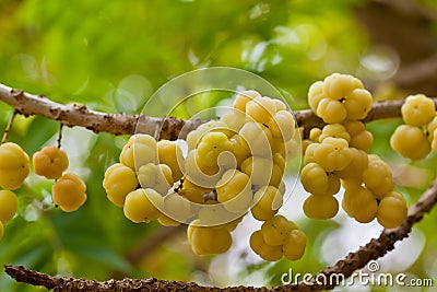 Phyllanthus acidus on tree in garden Stock Photo