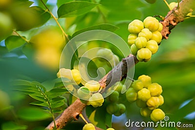 Phyllanthus acidus Stock Photo