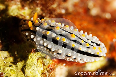 Phyllidia alita - Andaman Sea Stock Photo