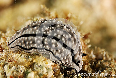 Phyllidiella zeylanica - Andaman Sea Stock Photo