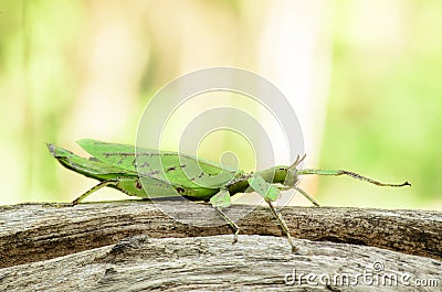 Phyllium giganteum Stock Photo